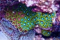 Eagle Eye (Zoanthid) Thumbnail