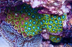 Eagle Eye (Zoanthid) Thumbnail