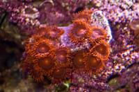 Fiji Zoanthids - Super Orange Thumbnail