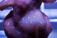 Pavona Coral Thumbnail