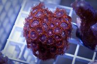 Fire and Ice Zoanthids Thumbnail