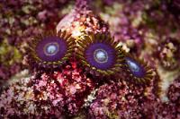 Purple Hornet Zoanthids Thumbnail