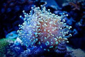 Frogspawn Coral - Green Tip Thumbnail