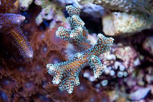 ORA Green Birdsnest Coral Thumbnail