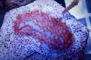 Rainbow Montipora Thumbnail