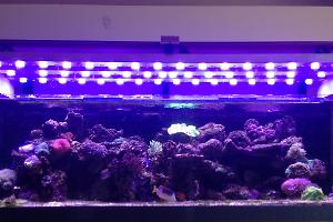 My Main Reef Tank Thumbnail