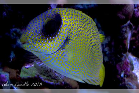 Coral Rabbitfish Thumbnail