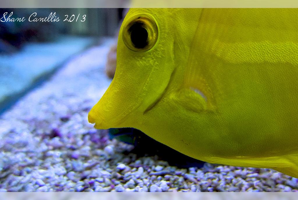 Yellow Tang