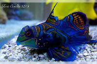 Green Mandarinfish Thumbnail