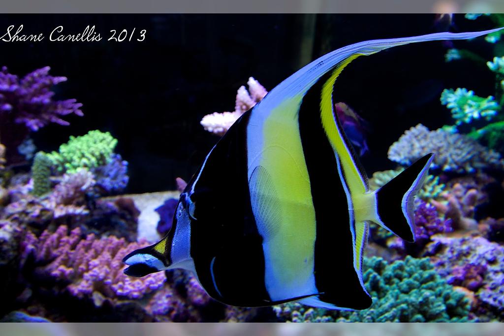 Moorish Idol / Zanclus canescens 80