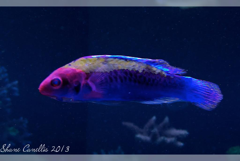 Orange Back Wrasse