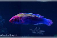 Orange Back Wrasse Thumbnail