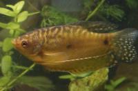 Gold Gourami Thumbnail