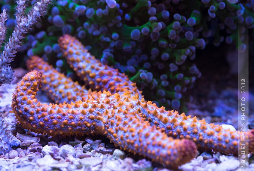 Conical Spined Sea Star