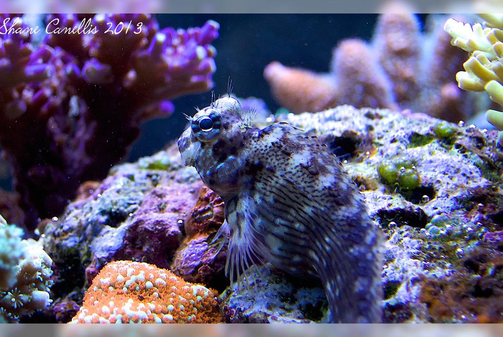 Lawnmower Blenny