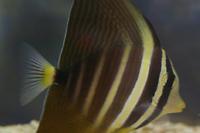 Sailfin Tang