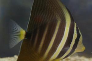 Sailfin Tang Thumbnail