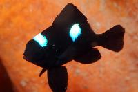 Three Spot Domino Damselfish Thumbnail