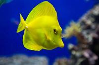 Yellow Tang Thumbnail