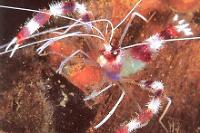 Banded Coral Shrimp Thumbnail