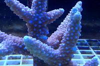 Staghorn Acropora Thumbnail