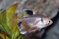 Red Minor Serpae Tetra Thumbnail