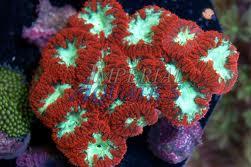 Big Polyp Blastomussa Coral Thumbnail