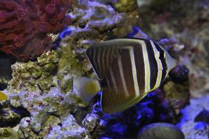 Sailfin Tang Thumbnail