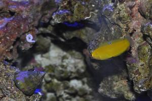 Yellow & Purple Wrasse