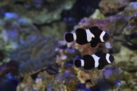 Ocellaris Clownfish