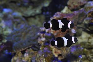 Ocellaris Clownfish Thumbnail