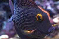 Kole Yellow Eye Tang