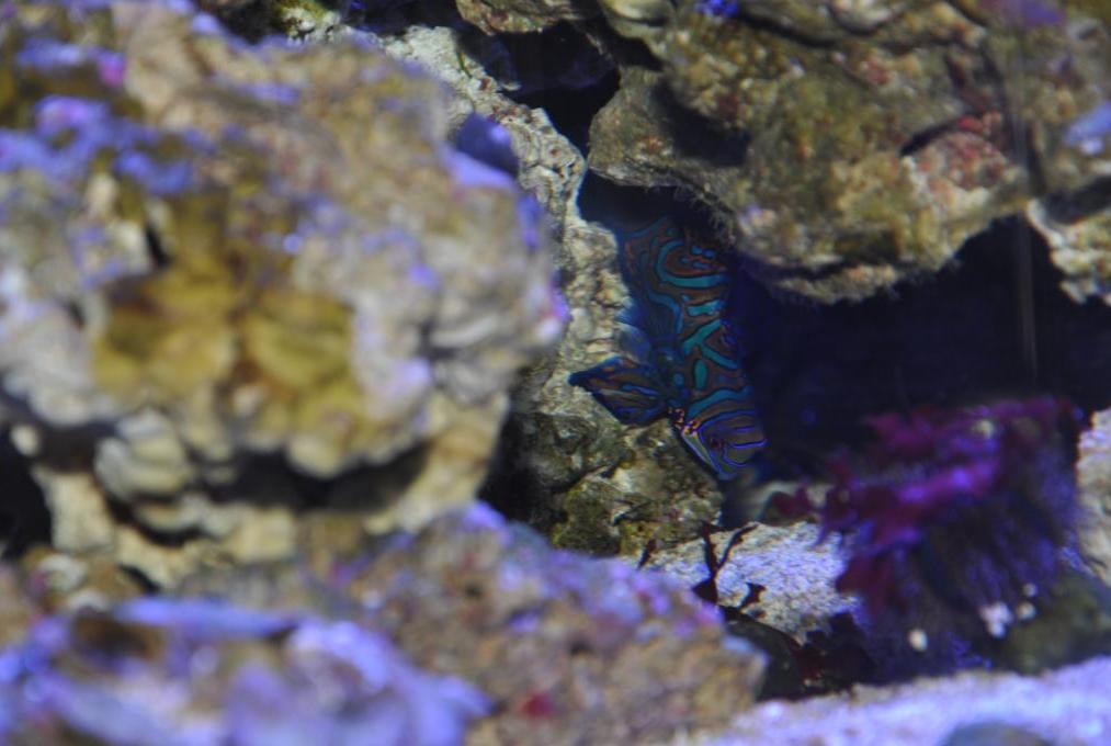 Mandarin Goby