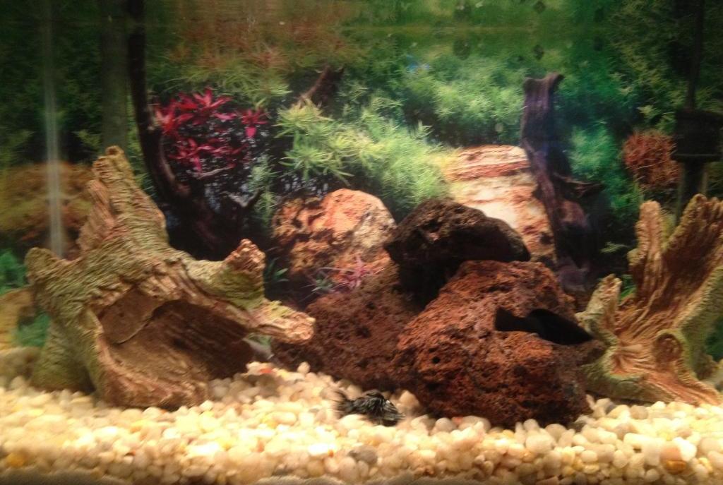 Freshwater Tank