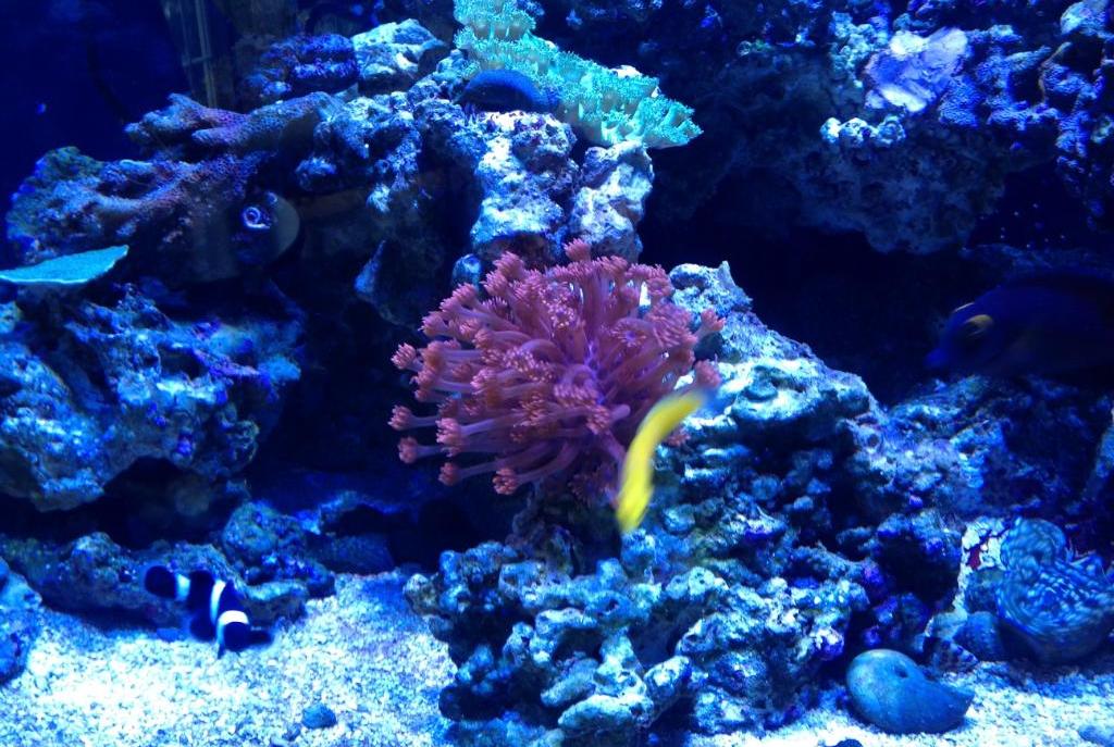 Flower Pot Coral - True Red