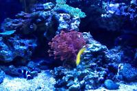 Flower Pot Coral - True Red