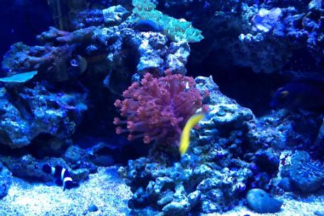 Flower Pot Coral - True Red Thumbnail