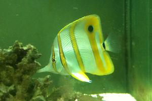 Copperband Butterflyfish Thumbnail