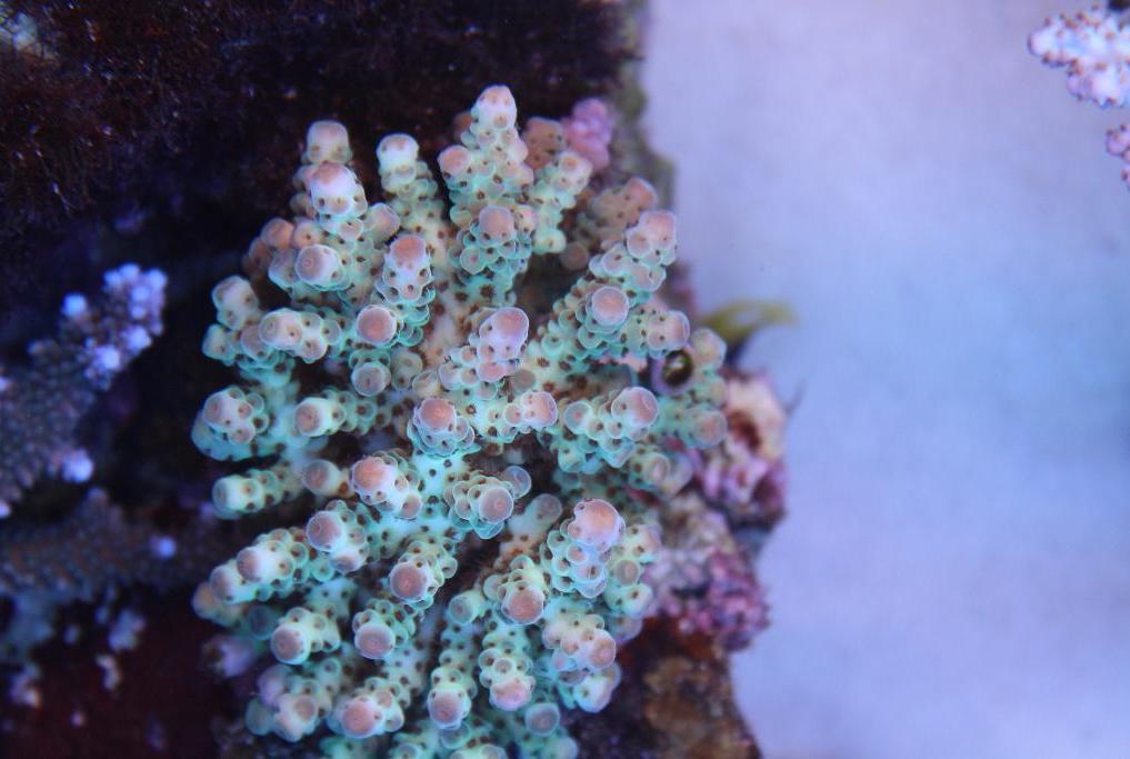 Acropora sarmentosa