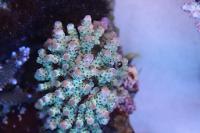 Acropora sarmentosa Thumbnail