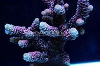 Acropora millepora Thumbnail