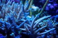 Branching Acropora Thumbnail