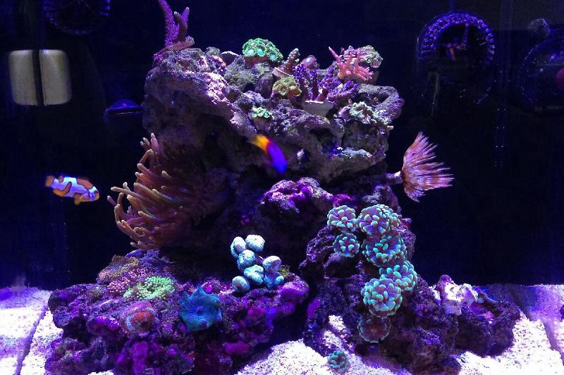 Mixed reef 18 gallon Thumbnail