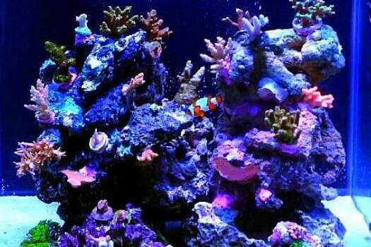 David's Reef Thumbnail