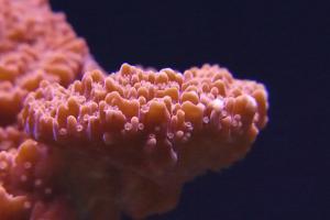 Red Montipora Thumbnail