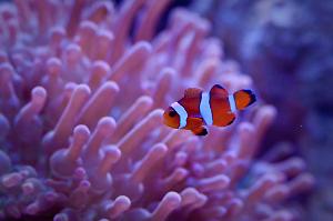 Ocellaris Clownfish Thumbnail