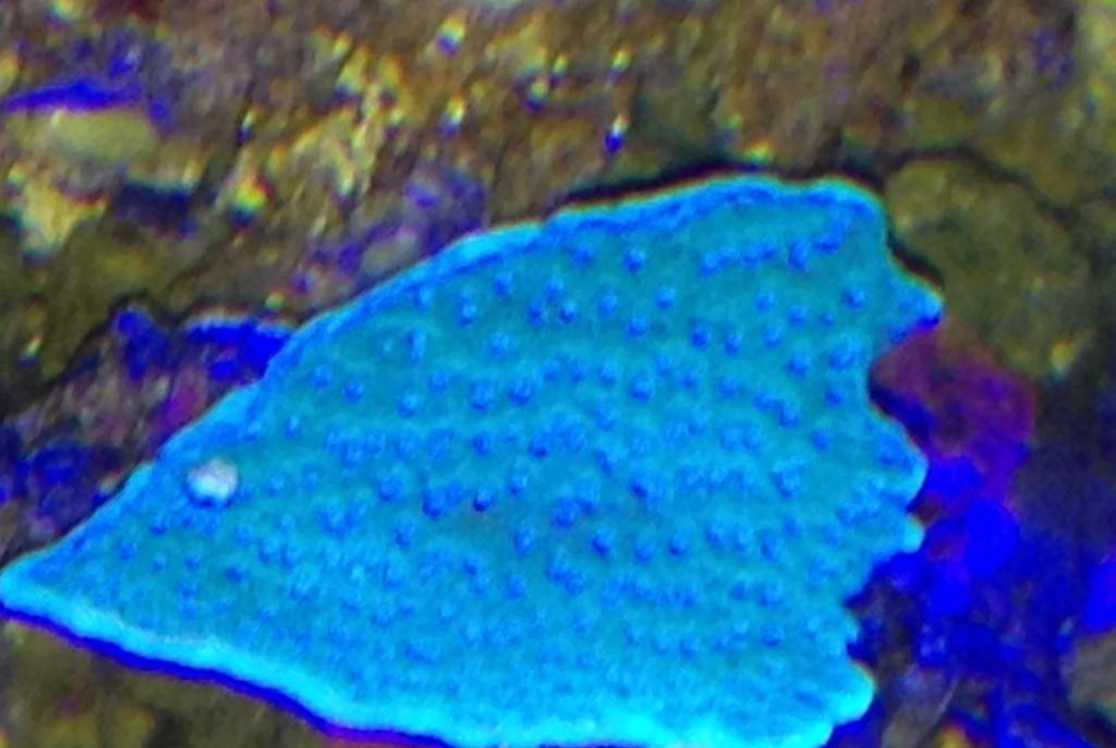 Leaf Plate Montipora