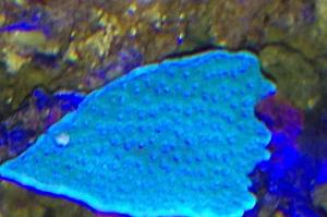 Leaf Plate Montipora