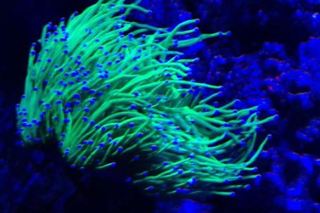 Torch Coral Thumbnail