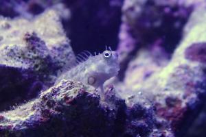 Segmented Sailfin Blenny